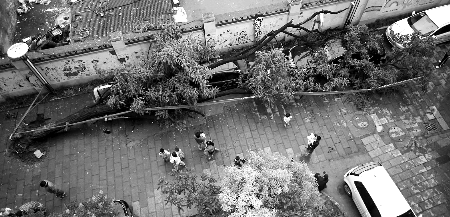 　樹(shù)下的汽車“躺槍” 見(jiàn)習(xí)記者 劉鴻翔/攝