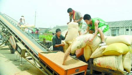 7月9日，在汝南縣古塔街道糧所收購庫點，古塔街道五里崗村村民正在售糧。