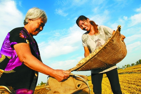 8月24日，內(nèi)黃縣城關(guān)鎮(zhèn)農(nóng)民在收獲早熟花生。