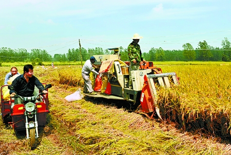 8月25日，農(nóng)機(jī)手在固始縣泉河鄉(xiāng)王樓村稻田里開始機(jī)收水稻。