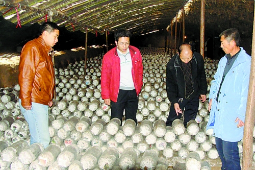 張泉鑫（左二）指導(dǎo)食用菌種植戶解決技術(shù)難題。