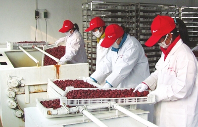 雖是寒冬，內(nèi)黃紅棗加工生產(chǎn)依然熱火朝天。