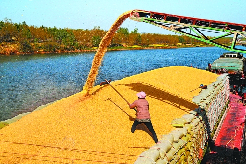 　　4月14日，中央儲(chǔ)備庫沈丘直屬庫正在沙潁河紙店碼頭裝船向外調(diào)運(yùn)玉米。近些年，沈丘縣先后在沙潁河沿