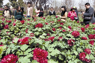 　 5日，國際牡丹園開園迎賓，連日來，慕名而來賞花踏青的游客絡(luò)繹不絕