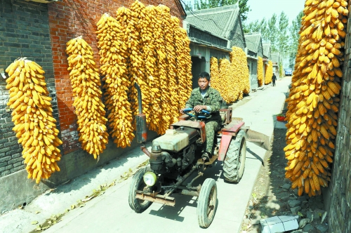 博愛農家的“金秋”