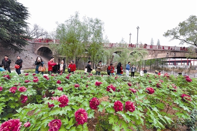 在王城公園橋北新開(kāi)辟的甘棠洲牡丹觀賞區(qū)內(nèi)，霓虹煥彩、晨紅等品種牡丹盛開(kāi)，給來(lái)自海內(nèi)外的賞花游客帶來(lái)驚