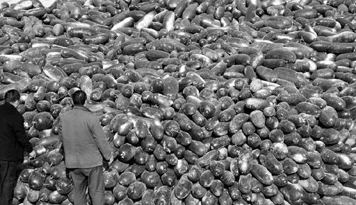 綠油油的冬瓜堆積如山。