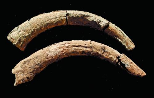 河南靈井許昌人遺址新發(fā)現:完整原始牛角化石(圖)