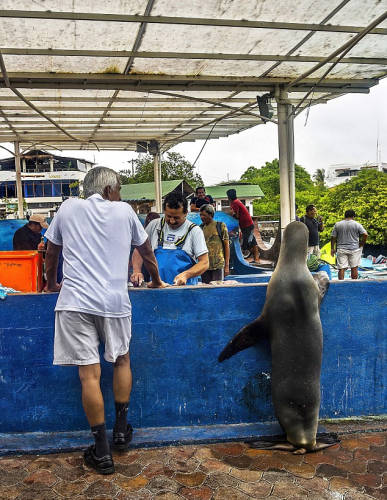 海獅變魚攤?？?排隊(duì)“購買”金槍魚
