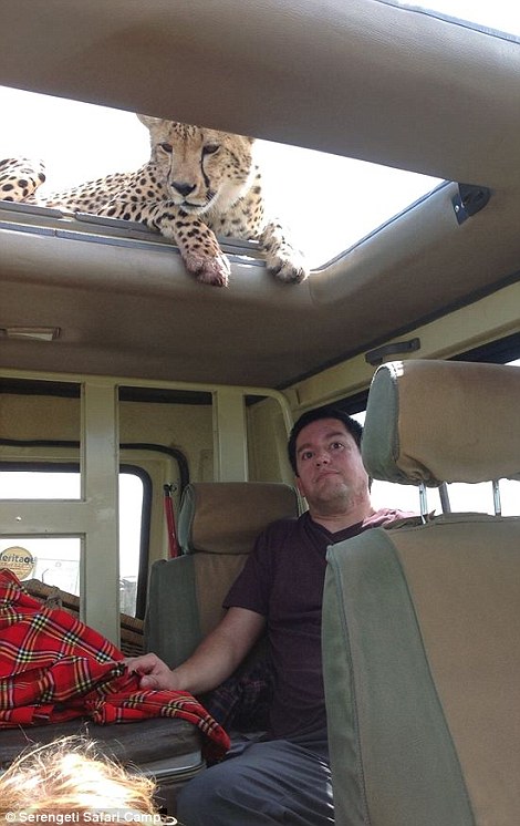 四目相對 獵豹車頂天窗伸頭凝視旅客 四目相對 獵豹車頂天窗伸頭凝視旅客