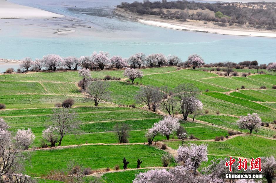 西藏林芝桃花盛放 西藏林芝桃花盛放