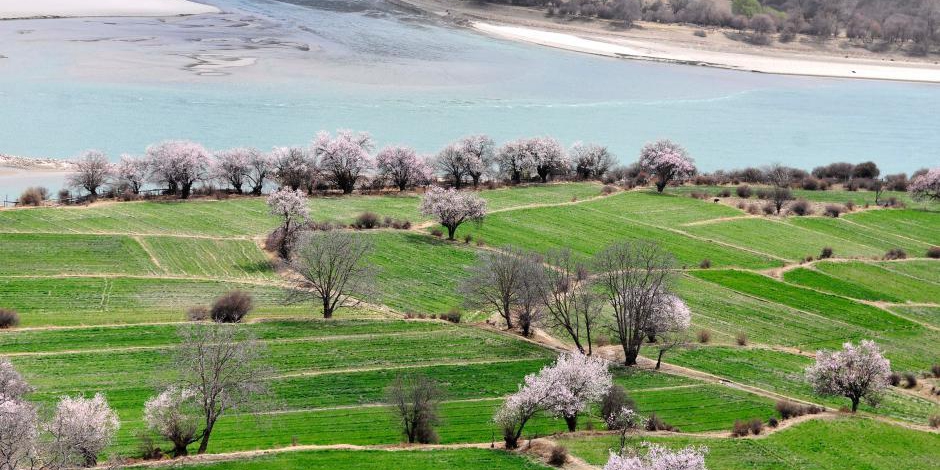西藏林芝桃花盛放 西藏林芝桃花盛放