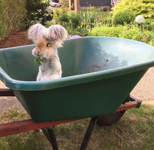 美國(guó)小兔可愛(ài)招風(fēng)耳走紅網(wǎng)絡(luò)