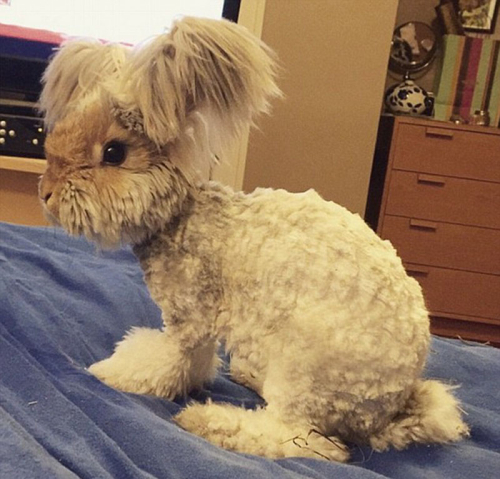 美國(guó)小兔可愛(ài)招風(fēng)耳走紅網(wǎng)絡(luò)