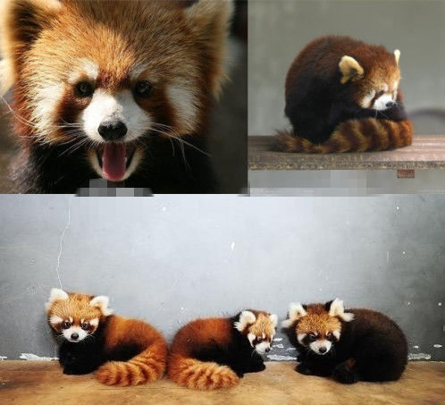 網(wǎng)友猜測三只小浣熊寓意歐弟老婆懷孕。