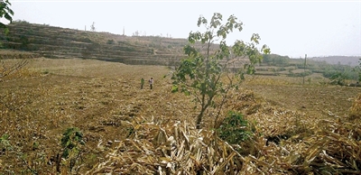 因干旱，農(nóng)田閑置尚未播種小麥