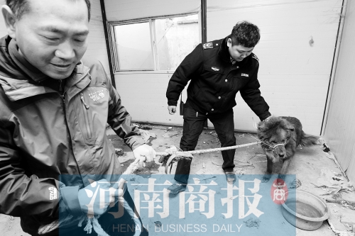 麻藥起作用后，這只藏獒被執(zhí)法人員控制