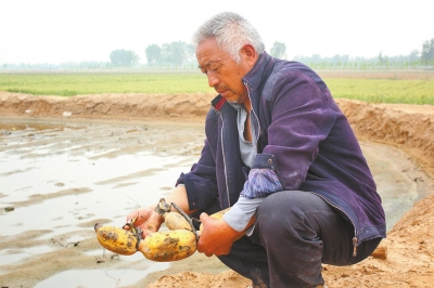 村民看著蓮藕欲哭無淚 村民看著蓮藕欲哭無淚
