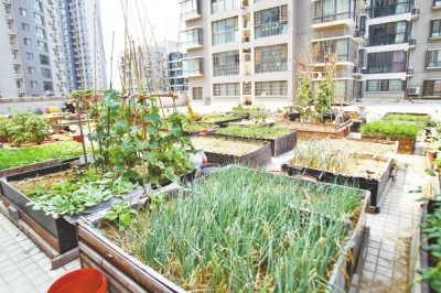  小區(qū)3層商鋪的樓頂是個大平臺，個人圍起來的“小菜園”約有50多個。