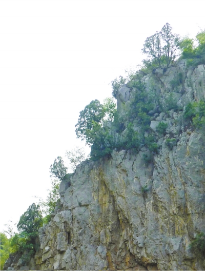 南太行山崖長的只是側(cè)柏,不是崖柏。