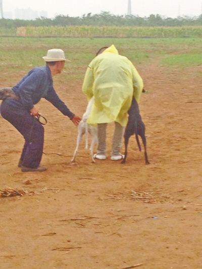 上場(chǎng)前，狗主人進(jìn)場(chǎng)撫摸自己的愛犬，給它打氣加油。
