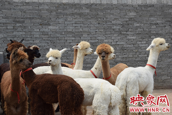 今年11月-12月,我省將再從智利引進(jìn)210只羊駝。