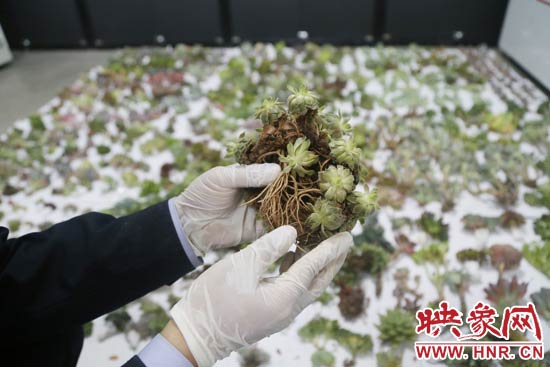 這些被截獲的多肉植物郵件面單上的品名大多申報為“禮物”、“衣服”等，屬于瞞報行為。