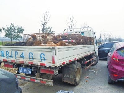 這輛運(yùn)狗的車被愛狗人士圍堵了起來