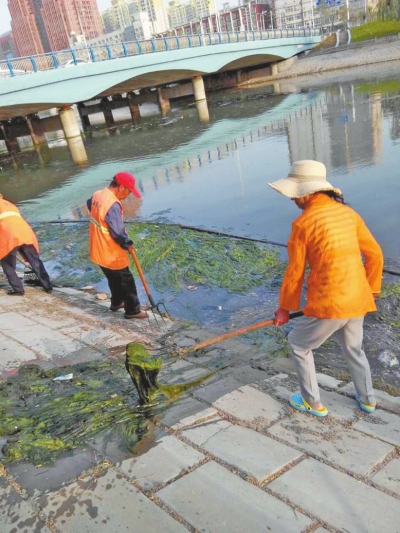 每天出動(dòng)六十人次進(jìn)行打撈，也難以遏制綠藻蔓延。