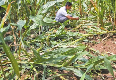 甕峪村一莊稼地，被野豬糟蹋的玉米。