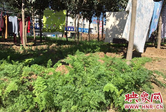 西四環(huán)中原路交叉口，大片生態(tài)廊道被毀，變成私家菜園。