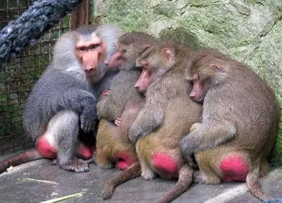 強(qiáng)冷空氣+雨 鄭州終于要下雪了！最低氣溫-6℃！