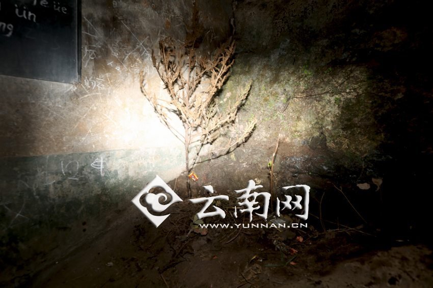 　教室里沒有燈，光線太暗，村民便種下了野蘇麻，希望教室有綠色，讓孩子們看到“希望”。 徐弘毅 攝