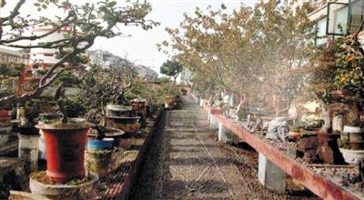 劉光嘉出示博物館內(nèi)部圖片中，擺放著各種盆景。