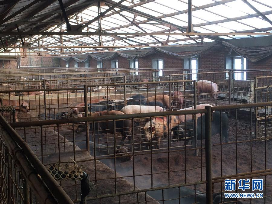 穗豐園里的豬舍（2013年12月8日攝）。新華社記者 程子龍 攝