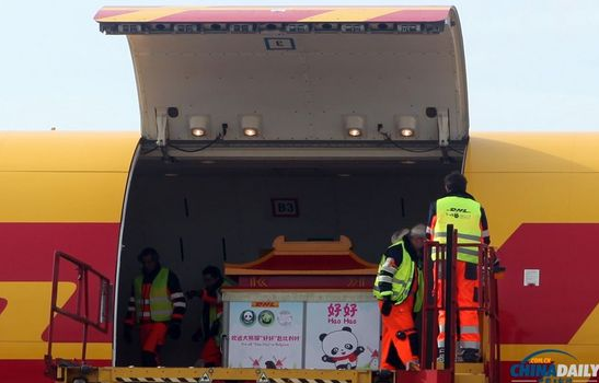 大熊貓“好好”抵達布魯薩爾國際機場。記者 付敬 攝