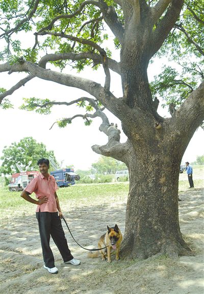 兩名少女在這棵樹上被吊死。