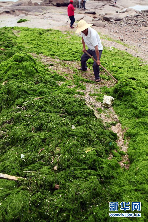 6月10日，山東日照市萬(wàn)平口景區(qū)管理部門組織工作人員在清理海灘上的滸苔。