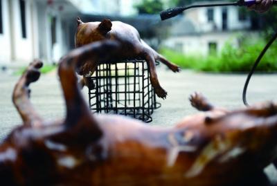 今天上午，玉林很多餐館為即將到來的狗肉節(jié)備貨，圖為餐館后廚正在加工狗肉 記者 劉暢 攝