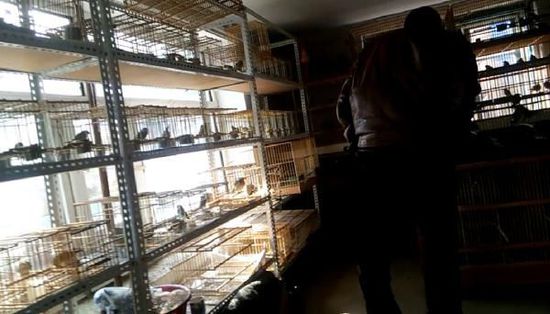 哈爾濱市雙城區(qū)集市上，一家沒有招牌的平房里擺滿了各種野鳥等待出售。