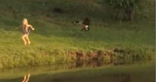 圖二：小女孩遭鵝襲擊向父親求救，但他不但沒有伸出援手，反而狂笑不止。