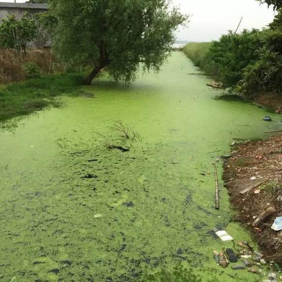 水污染現(xiàn)場，2015年7月 洞庭湖腹地湖南省安鄉(xiāng)縣安豐鄉(xiāng)出口洲社區(qū)房前屋后水網(wǎng)密布，但水污染嚴重水體發(fā)臭 新華社記者周楠攝