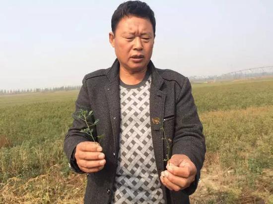 2015年10月20日，河北威縣趙村鄉(xiāng)前寺莊村村民告訴記者，由于地下水下降，缺水，苜蓿長不高，并且會干枯。 新華社記者郭雅茹 攝