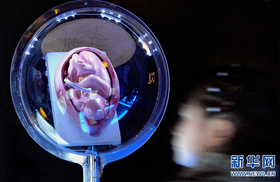 一名小學(xué)生在鄭州科技館內(nèi)參觀介紹遺傳、生育等知識(shí)的“奇幻生命之旅”展覽（2007年2月18日攝）。