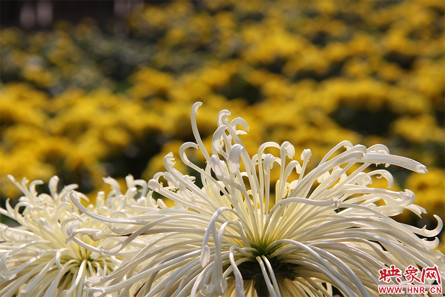 菊花飄香。