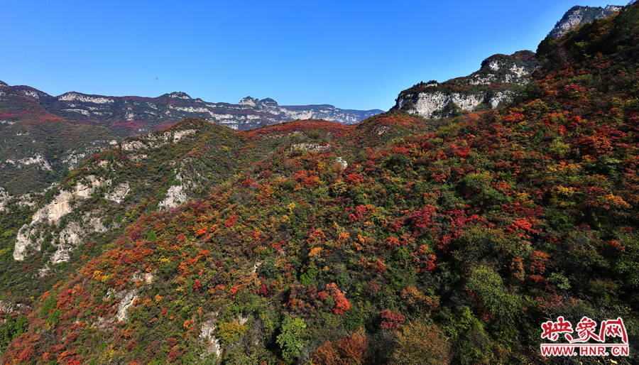 紅色，黃色，綠色的樹葉相互映襯