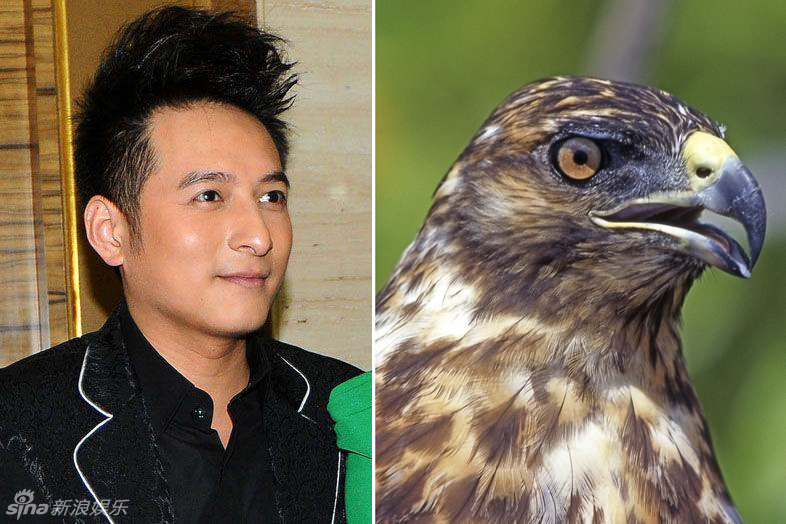 不小心就撞臉了！盤點(diǎn)動(dòng)物界的明星相