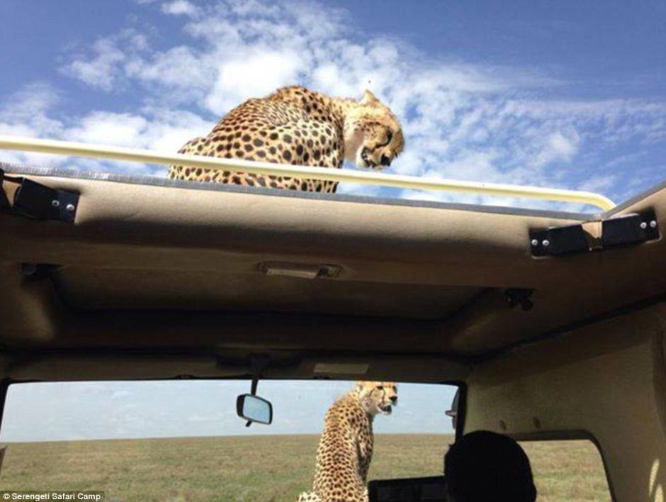 四目相對驚心動(dòng)魄 獵豹車頂天窗伸頭凝視旅客 四目相對驚心動(dòng)魄 獵豹車頂天窗伸頭凝視旅客