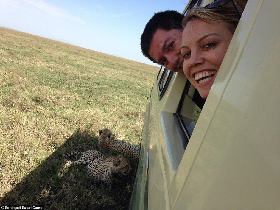 四目相對驚心動(dòng)魄 獵豹車頂天窗伸頭凝視旅客 四目相對驚心動(dòng)魄 獵豹車頂天窗伸頭凝視旅客