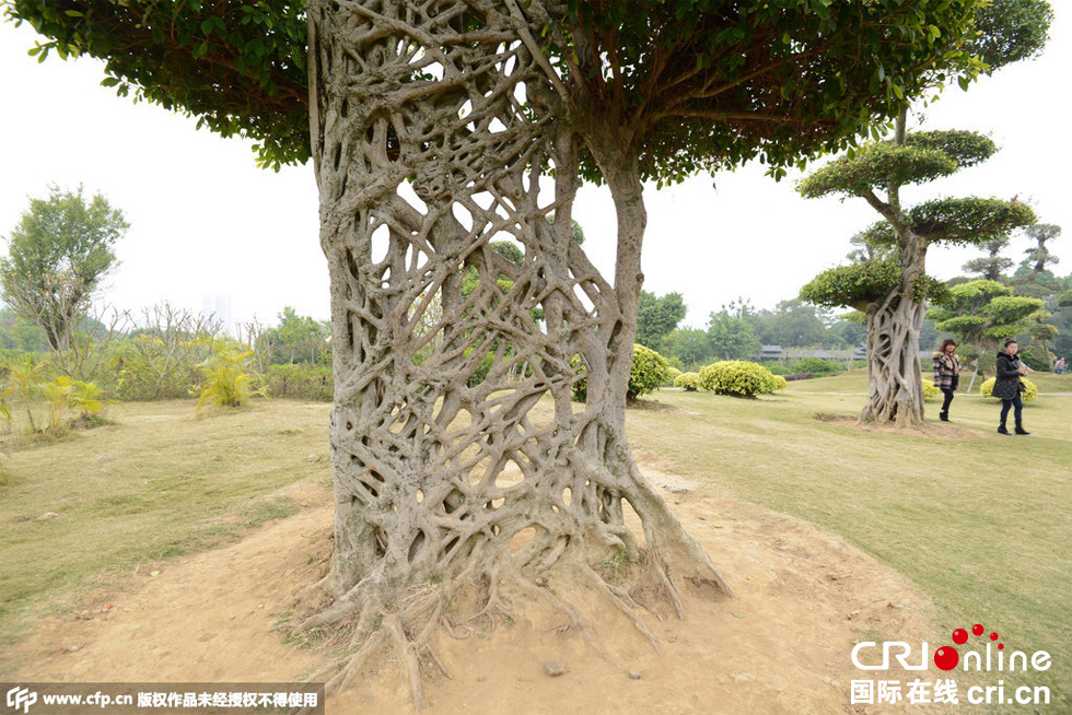 南寧驚現(xiàn)奇葩“蜘蛛網”景觀大樹